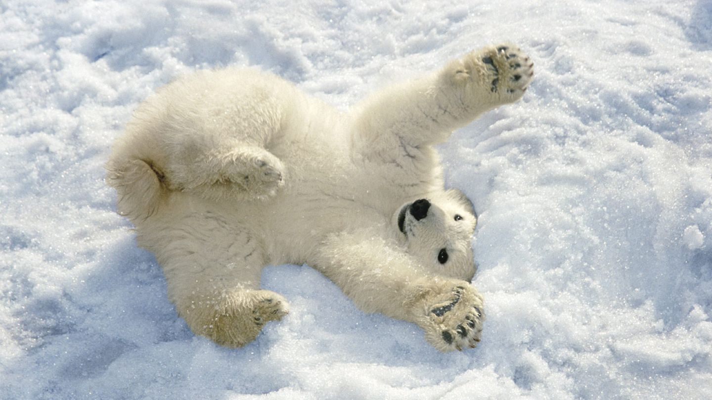 Wie Viel Wiegt Ein Eisbär