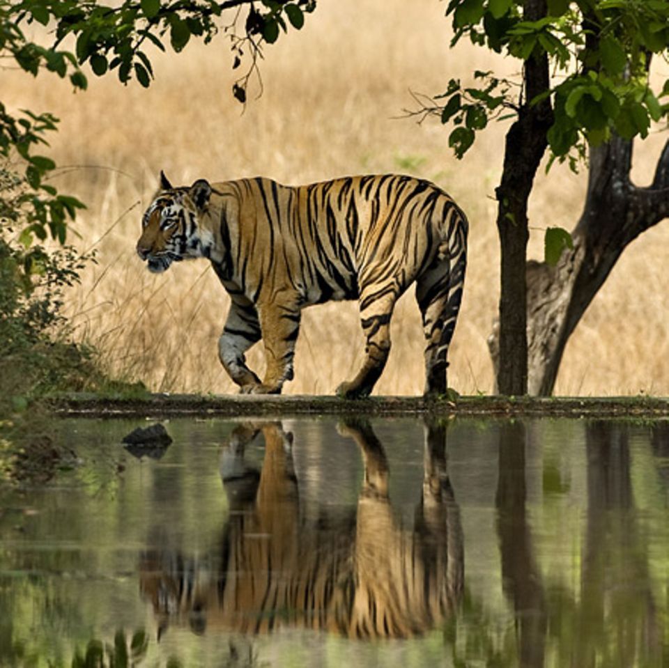 Artenschutz: Rettet den Tiger!