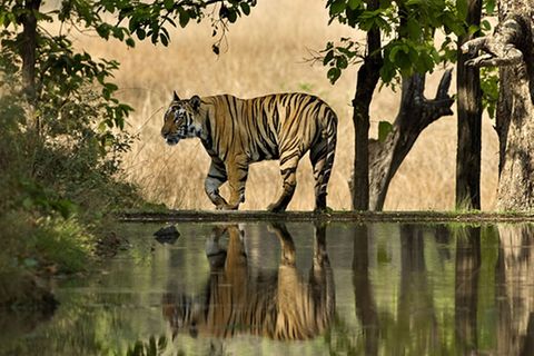 Artenschutz: Rettet den Tiger!