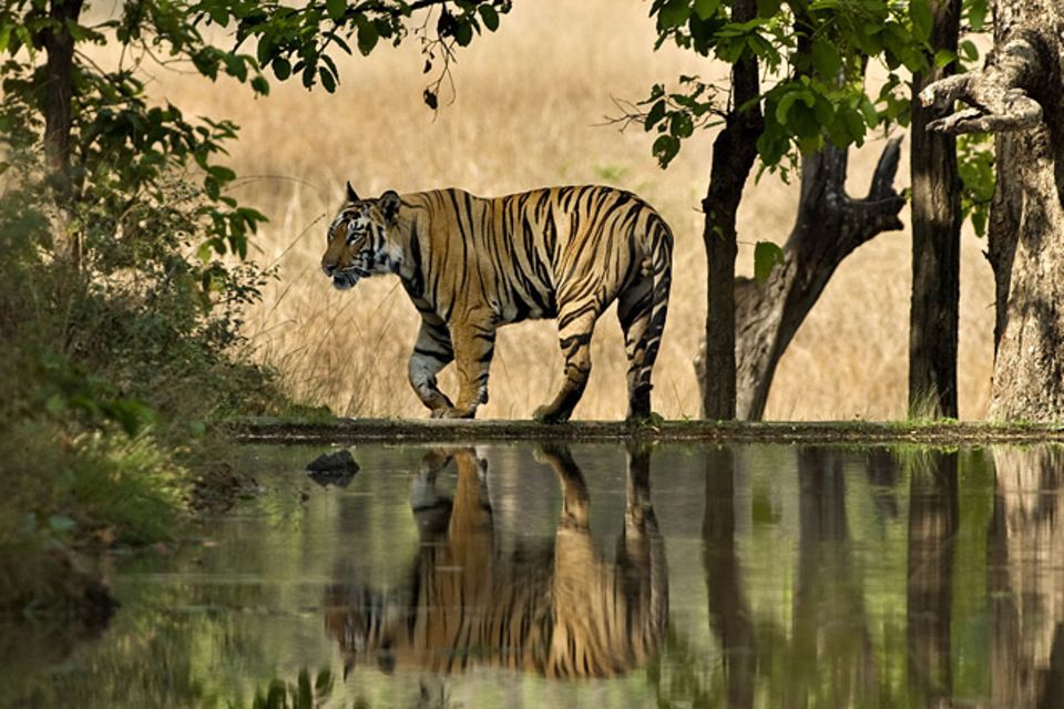 Artenschutz: Rettet den Tiger!