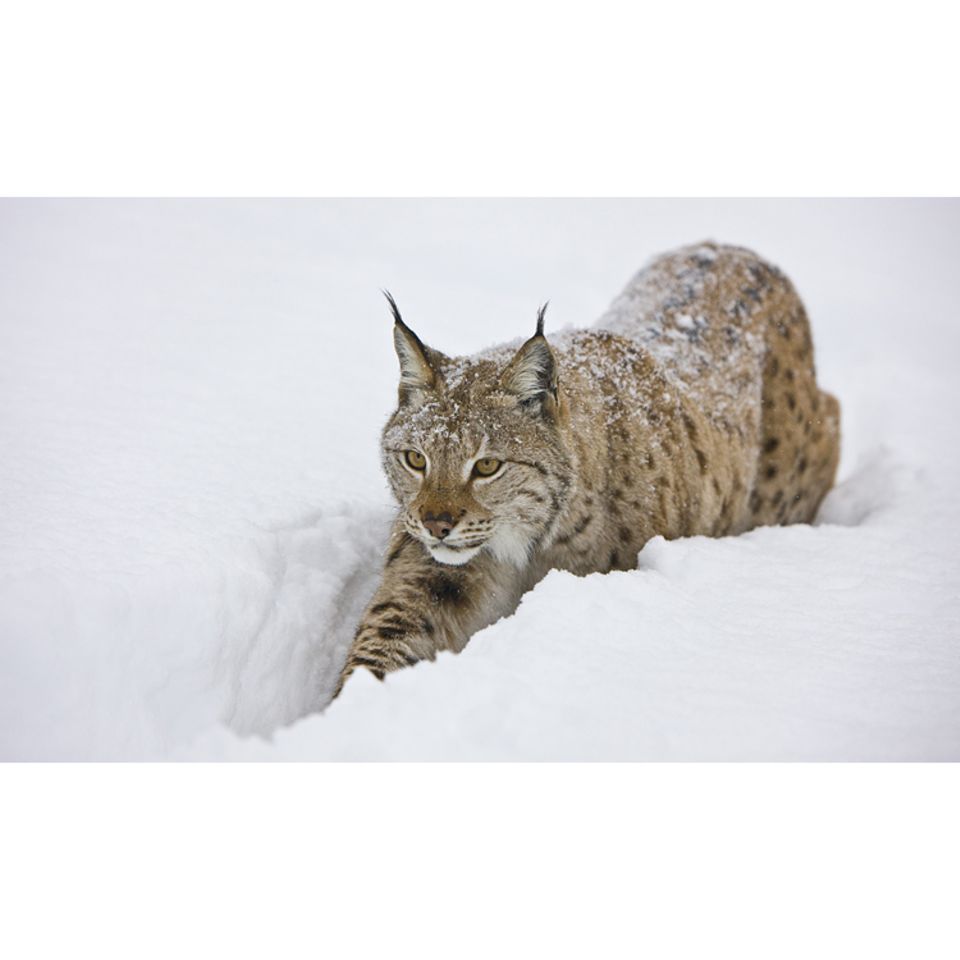 Tiertext: Ein Luchs auf großer Reise