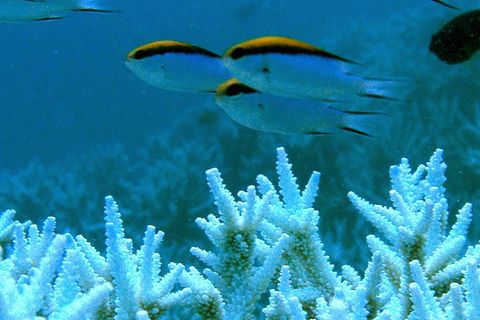 Klimawandel: Korallen im Stress
