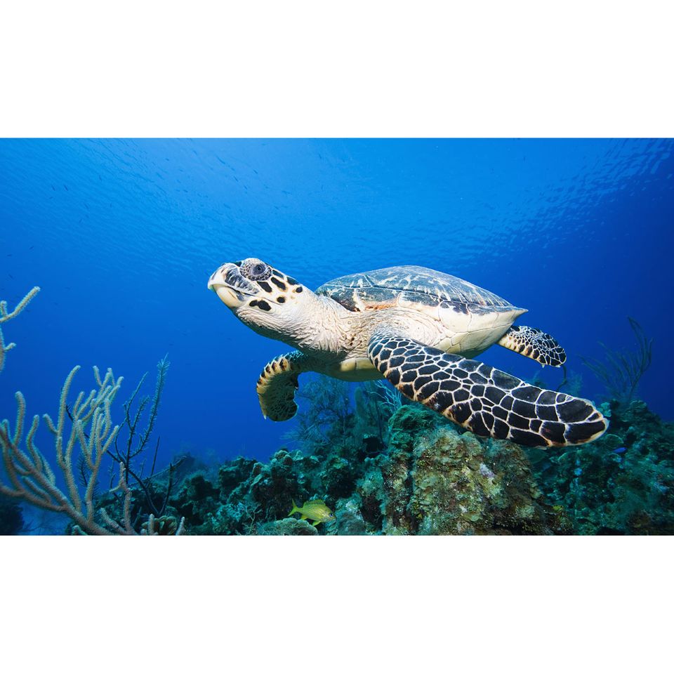 Tierschutz: Hoffnung für die Schildkröten