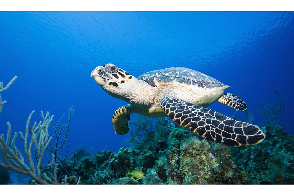 Tierschutz: Hoffnung für die Schildkröten