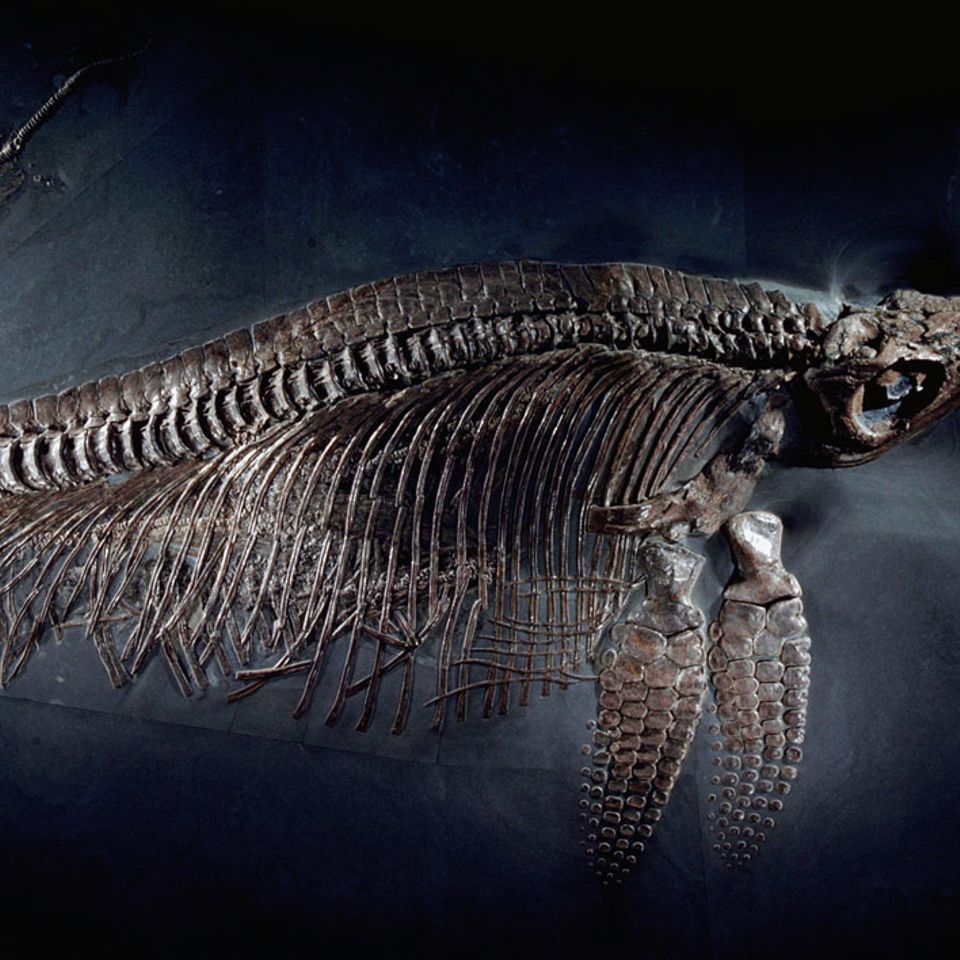 Ichthyosaurier: Urzeit-Monster der Meere