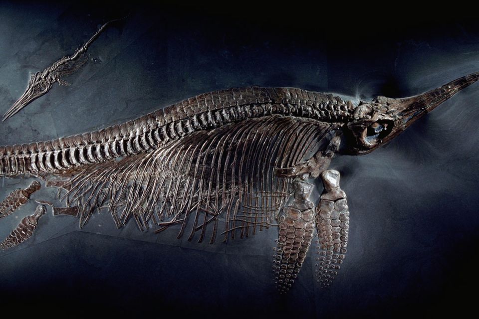 Ichthyosaurier: Urzeit-Monster der Meere