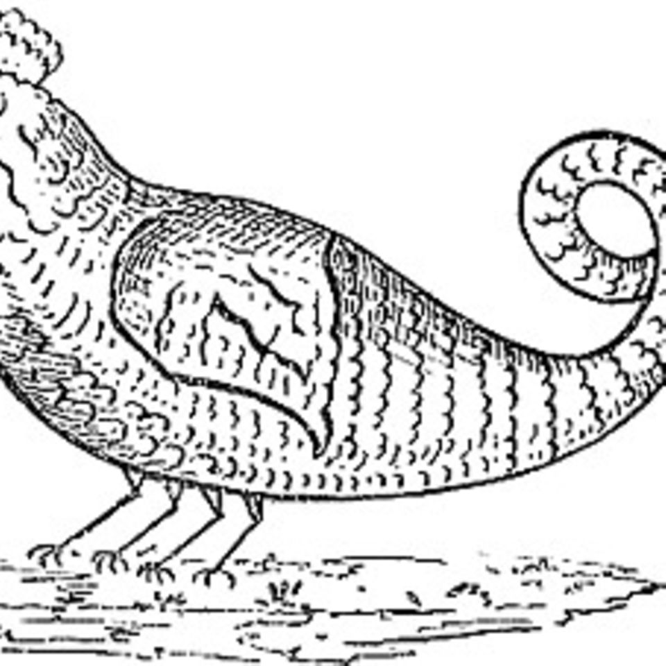 Fabelwesen: Der Basilisk: Tödliche Schlange mit Hühnerkopf