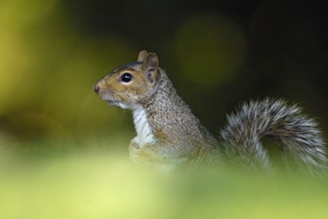 Eichhörnchen: Bald nur noch mit grauem Pelz?