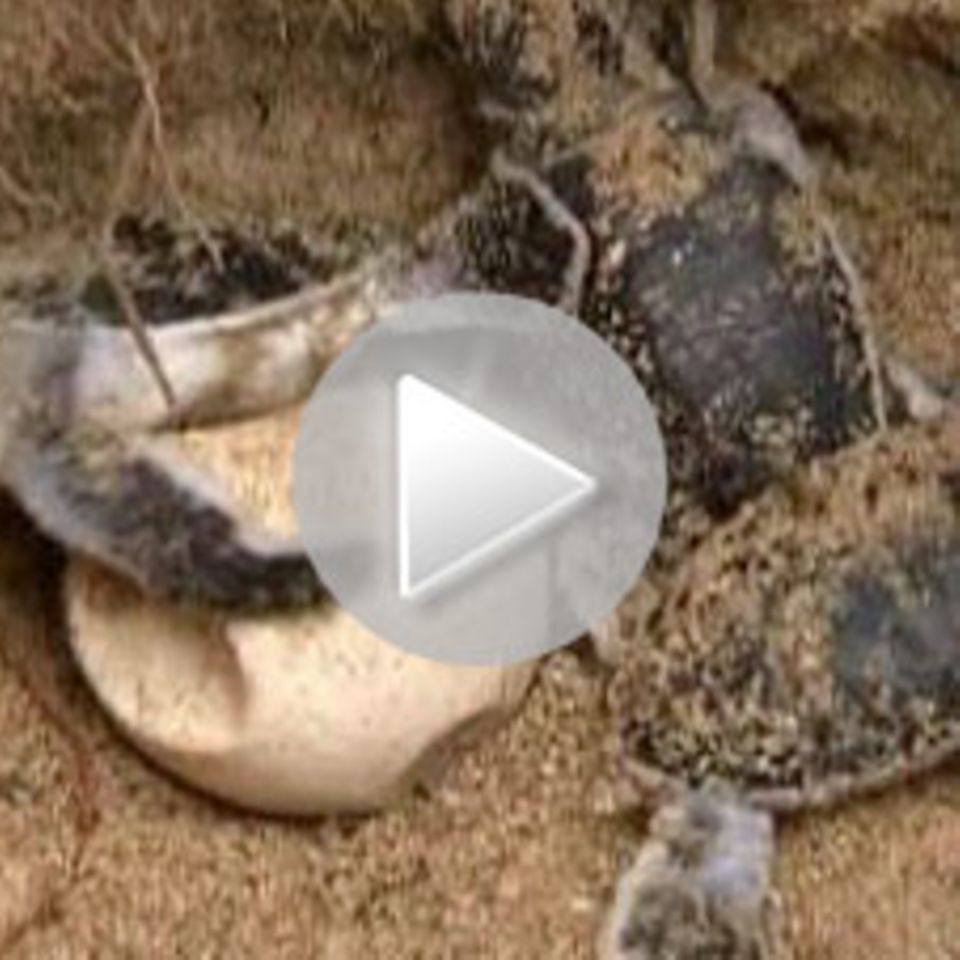 Thailand: Hilfe für Schildkrötenbabys