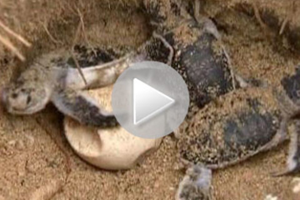 Thailand: Hilfe für Schildkrötenbabys