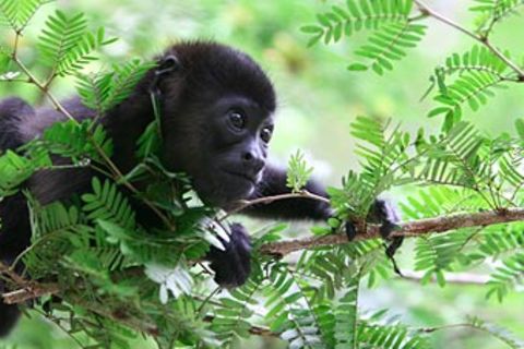 Costa Rica: Hilfe für Tiere im Dschungel