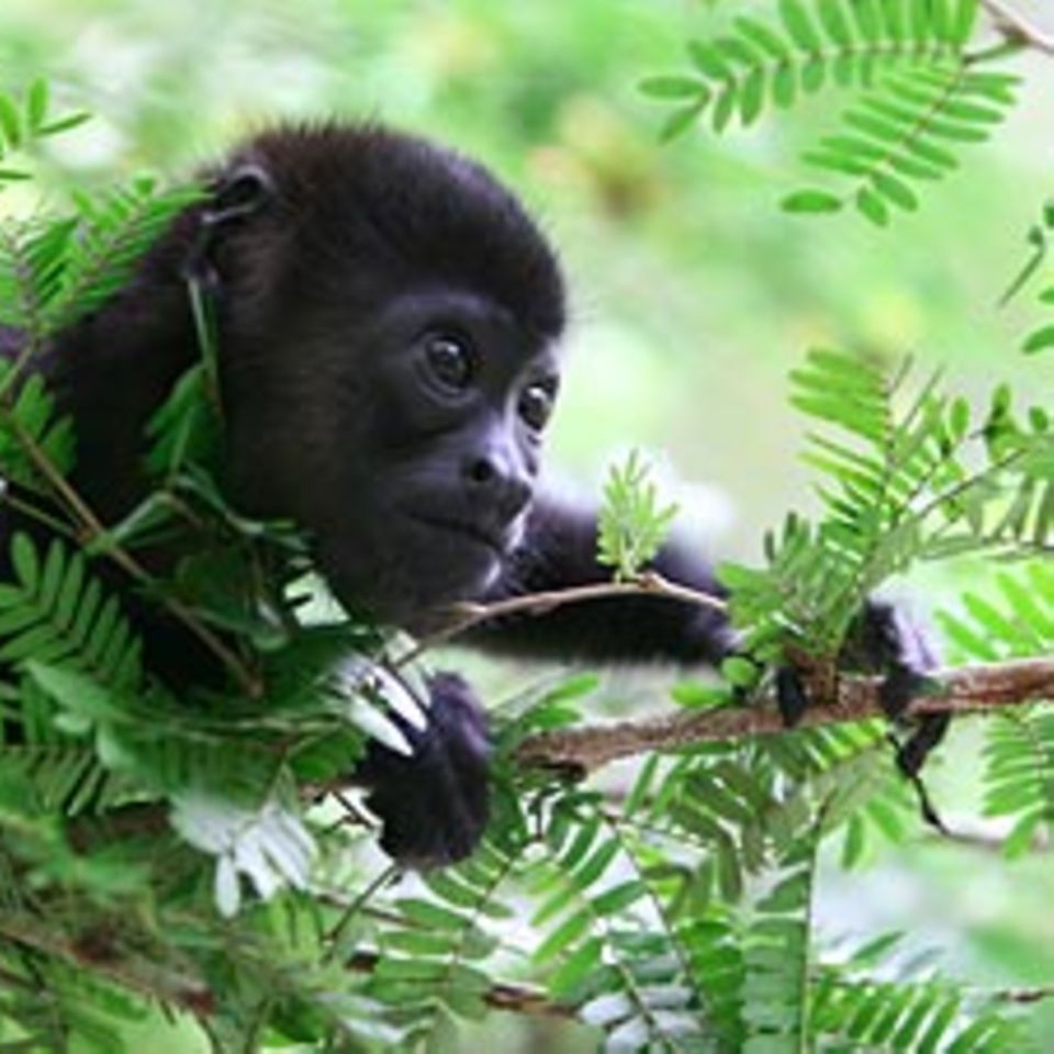Costa Rica: Hilfe für Tiere im Dschungel