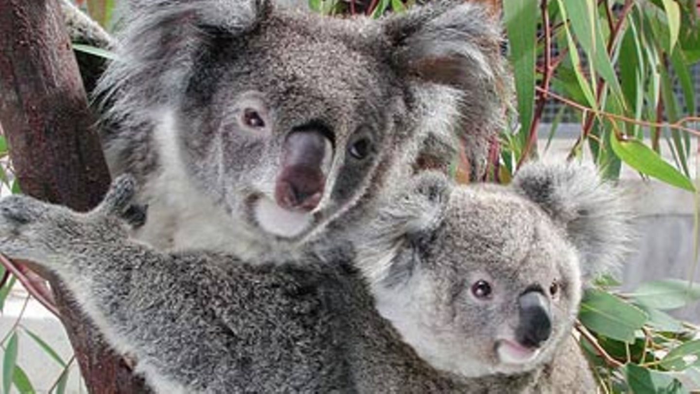 Koalas: Waldbewohner mit Stammbaum - GEOLINO