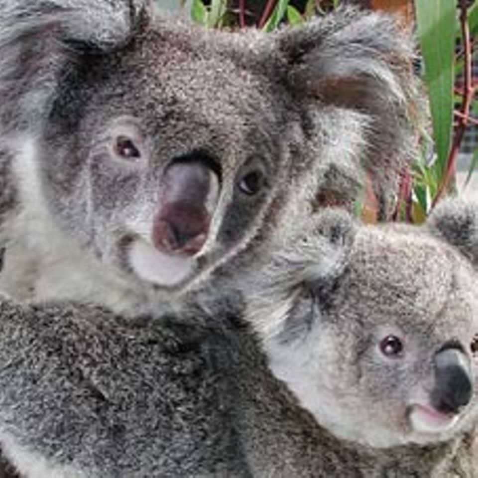 Tiere: Koalas: Waldbewohner mit Stammbaum