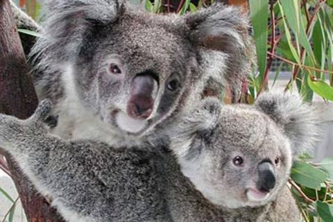 Tiere: Koalas: Waldbewohner mit Stammbaum