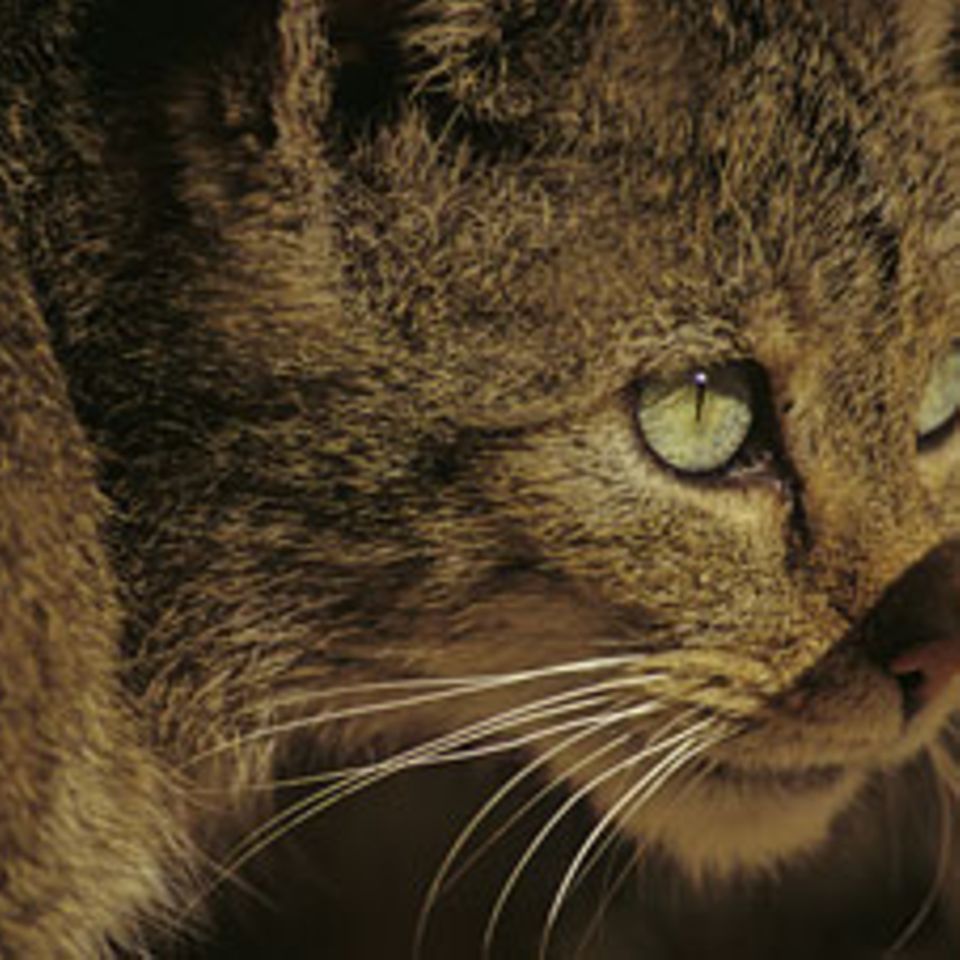 Tiere: Wildkatzen: unsichtbare Jäger