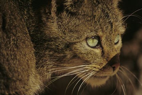 Tiere: Wildkatzen: unsichtbare Jäger