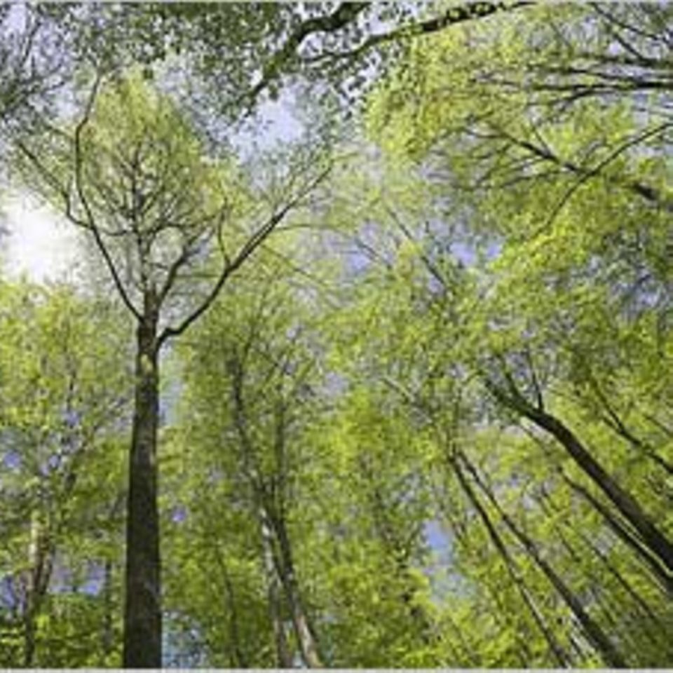 Umweltschutz: Umwelt-Gedenktage: Natur weltweit schützen