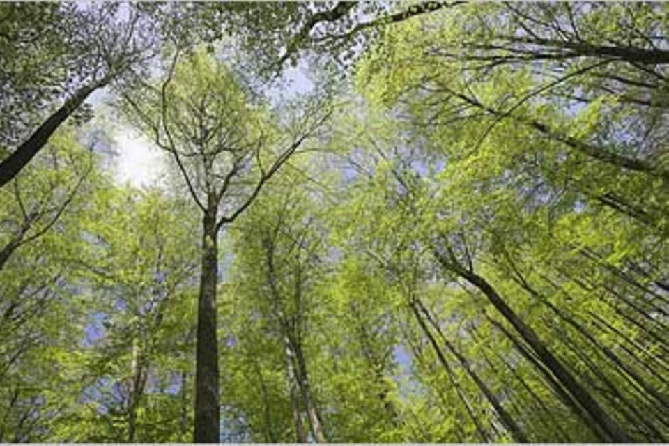 Umweltschutz: Umwelt-Gedenktage: Natur weltweit schützen