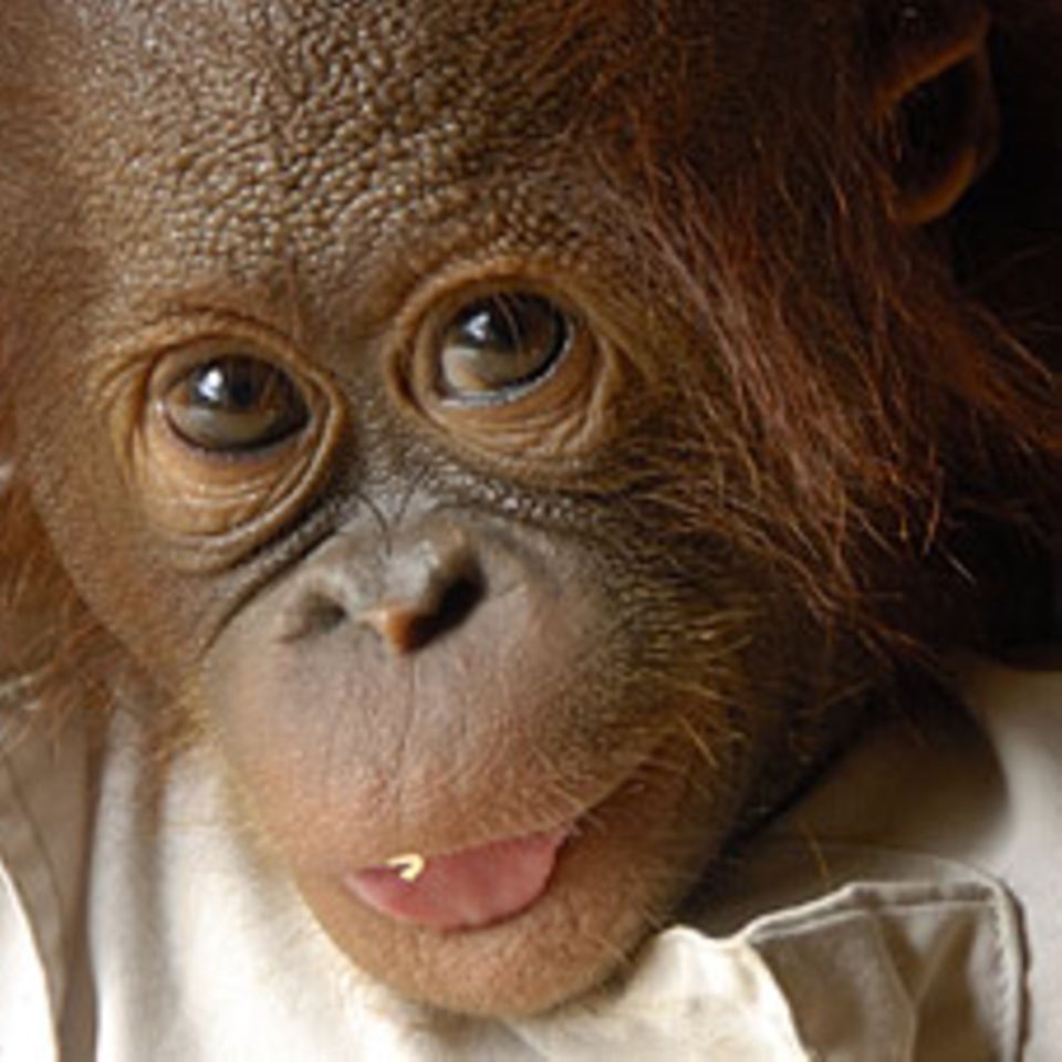 Affen: Orang-Utans: Menschen des Waldes