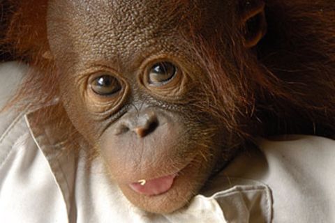 Affen: Orang-Utans: Menschen des Waldes