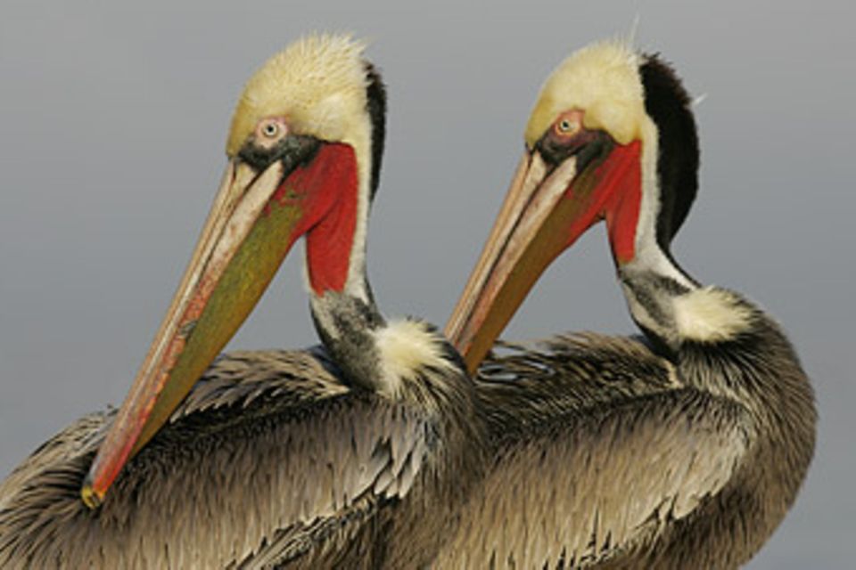 Vögel: Pelikane - tollkühne Jäger der Lüfte