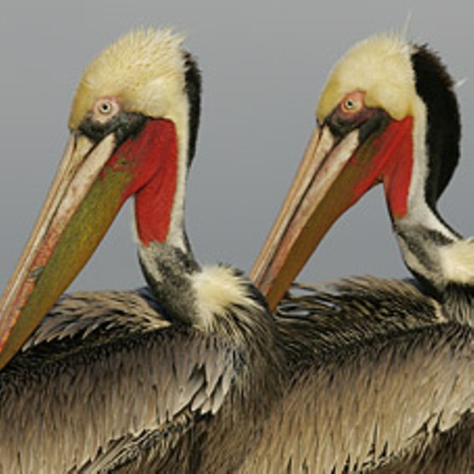 Vögel: Pelikane - tollkühne Jäger der Lüfte