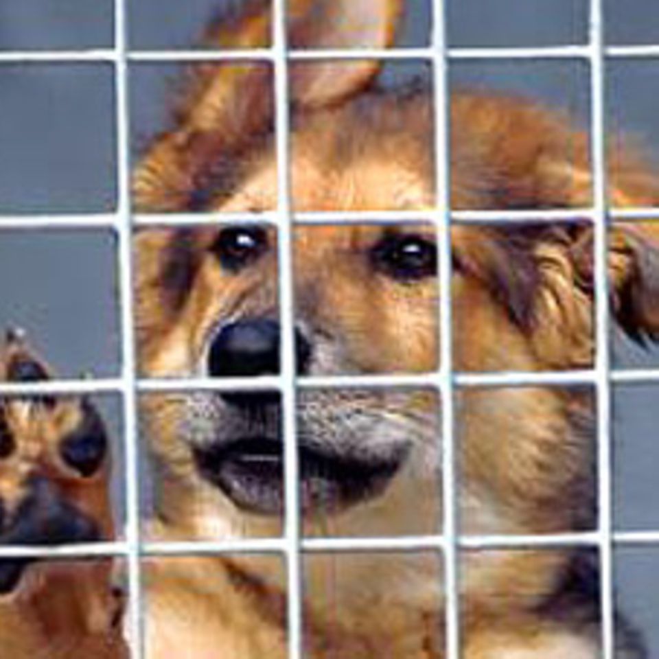 Auch Tiere haben Rechte!