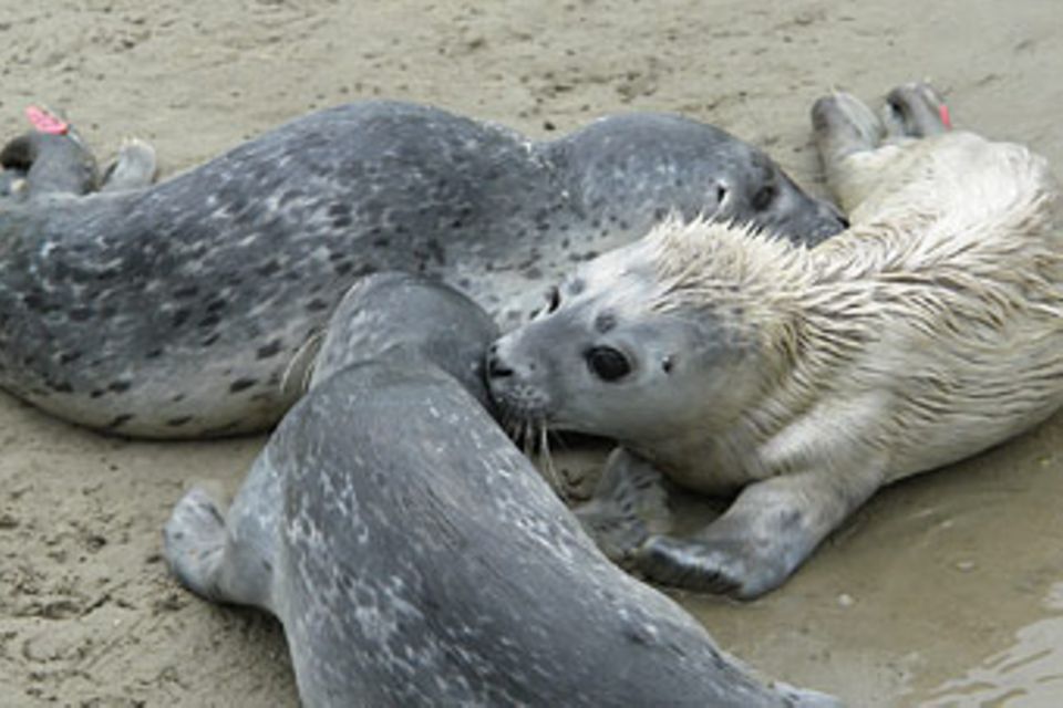 Heuler: Seehunde: Die Heuler von Friedrichskoog
