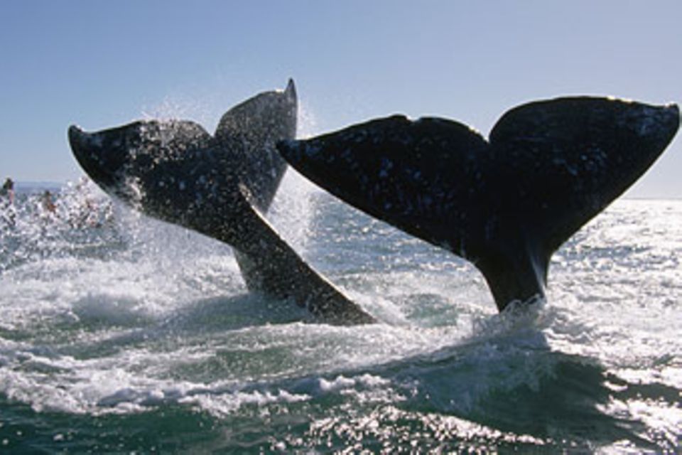 Die Reise der Grauwale