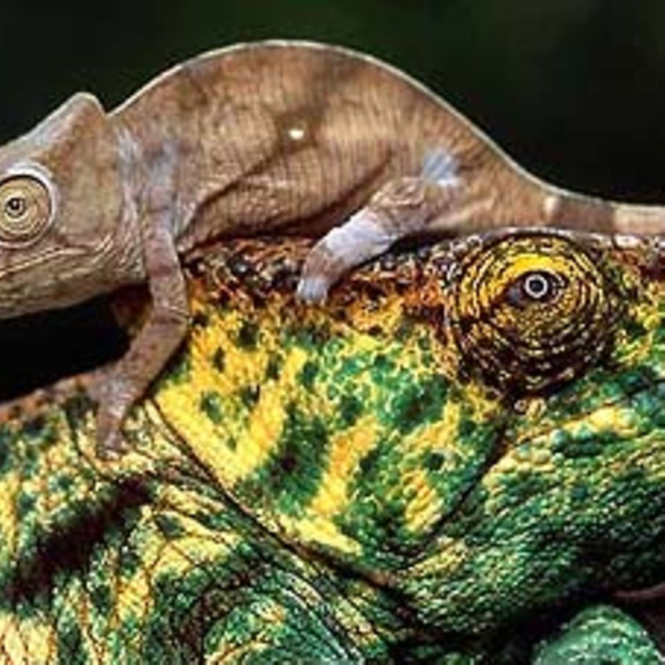 Echsen: Chamäleons - Meister der Verwandlung