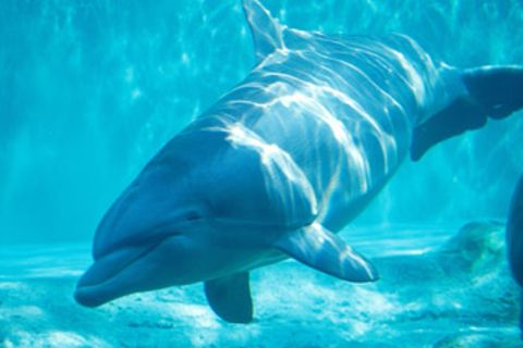 Meeressäugetiere: Delfine: Clowns mit Köpfchen
