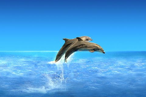 Delfine: Geräuschvolle Schnattermäuler!