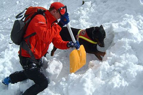 Lawinenhunde: Spürnasen im Schnee