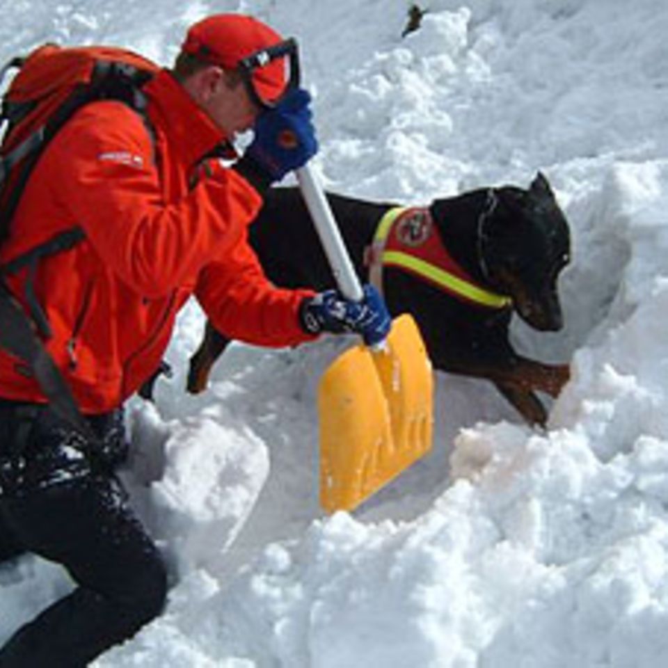 Lawinenhunde: Spürnasen im Schnee
