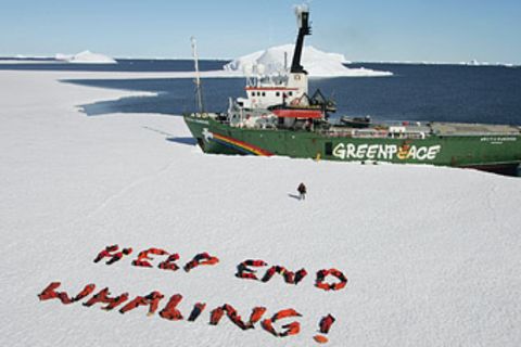 Greenpeace: Eine Dusche für die Walfänger