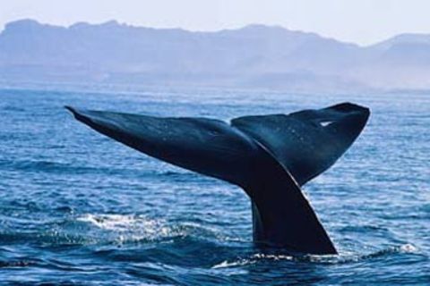 Tierwelt: Wale sprechen Dialekte