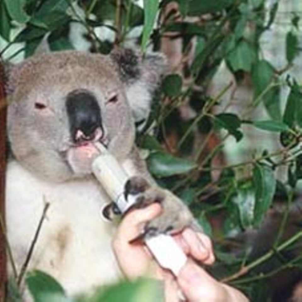 Tiere: Im Krankenhaus der Koalas