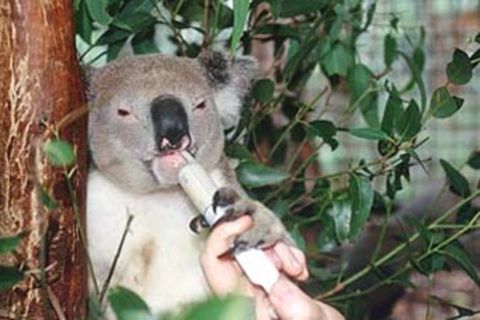 Tiere: Im Krankenhaus der Koalas