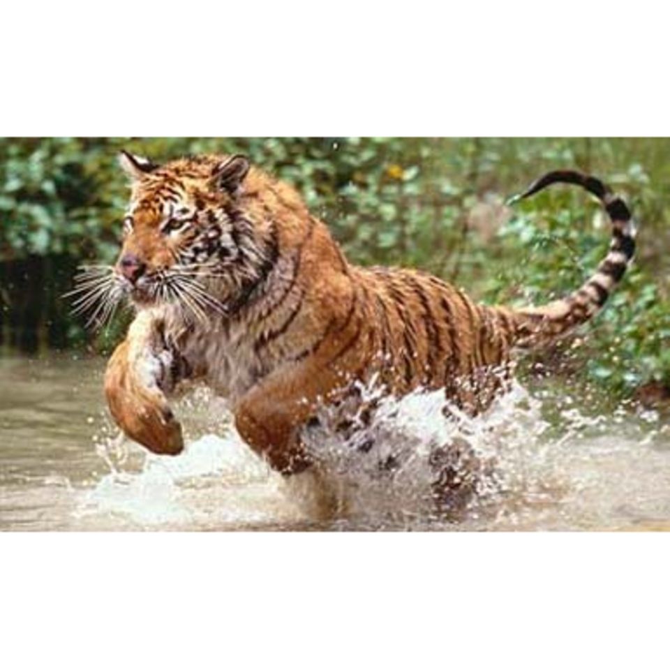 Tierlexikon: Königstiger