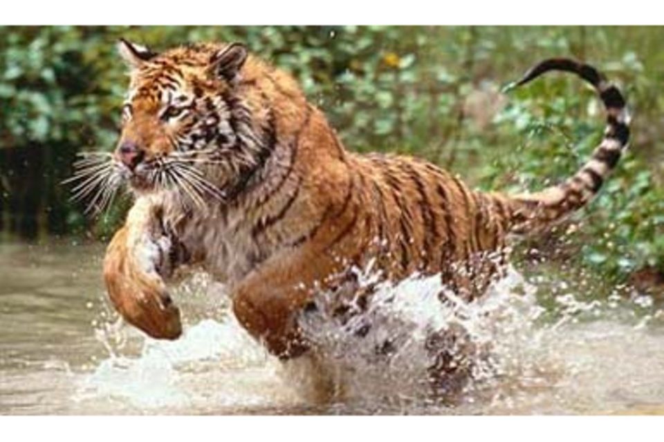 Tierlexikon: Königstiger