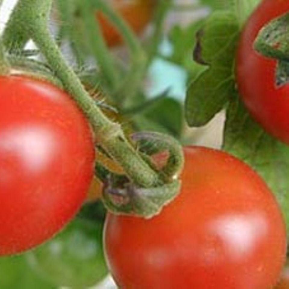 Ärger mit der Gen-Tomate