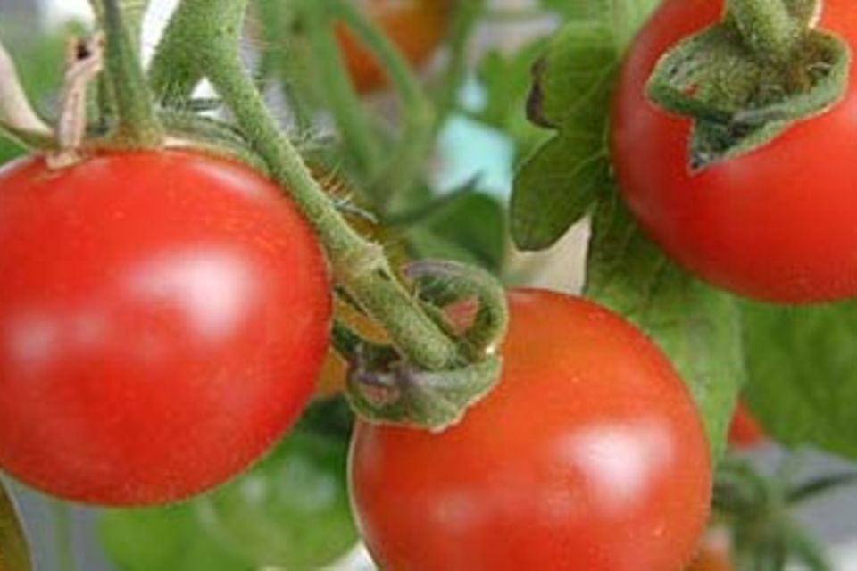 Ärger mit der Gen-Tomate