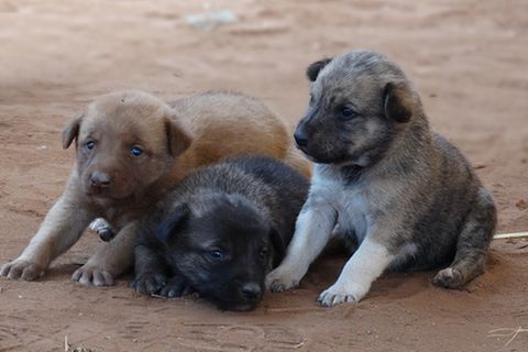 Tierärzte weltweit: Fotostrecke: Botschafter für den Tierschutz