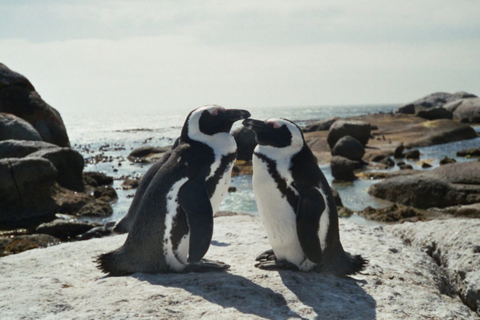 Brillenpinguine: Die Pinguinretter