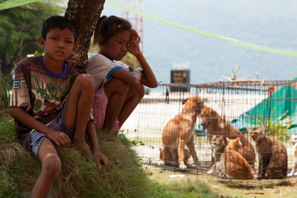 Tierschutz: Hilfe für Streunerkatzen in Thailand