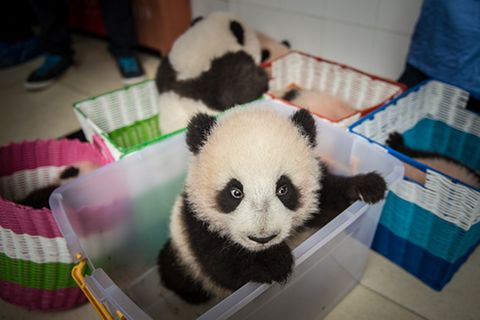 Tierschutz: Große Pandas: Der ungewöhnliche Weg zurück