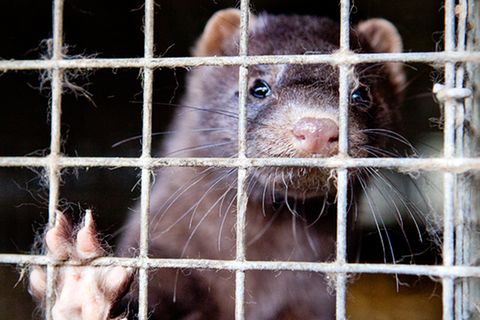 Tierschutz: Mode mit Haut und Haar