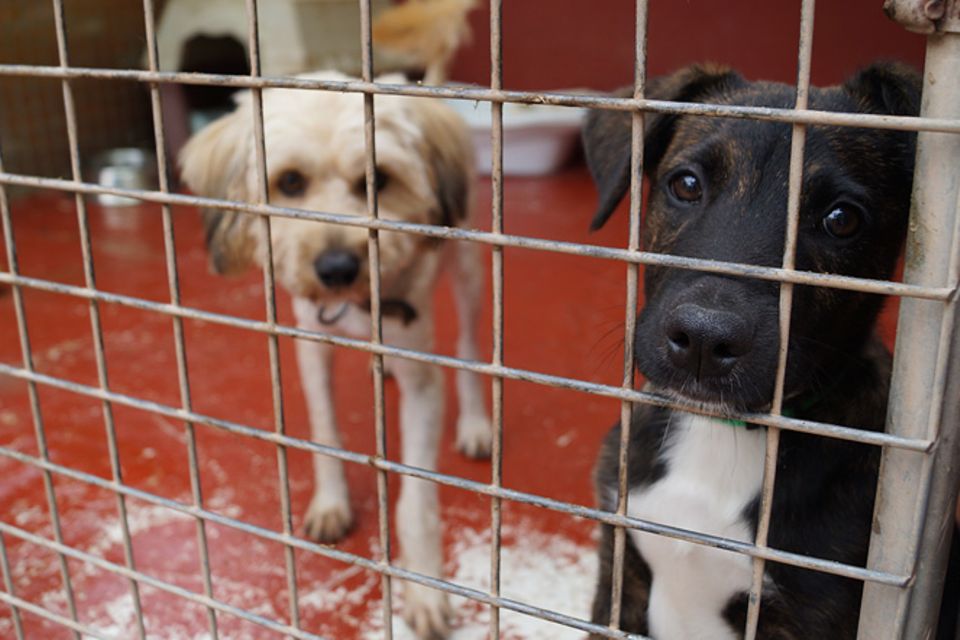 Tierschutz: Neues Leben für Streunerhunde