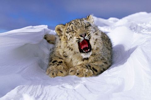 Tierschutz: Geister der Berge: Schneeleoparden